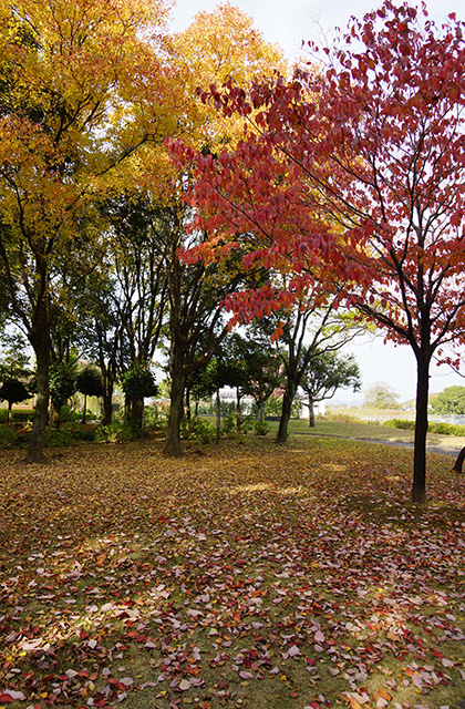 浄水公園の景色の写真