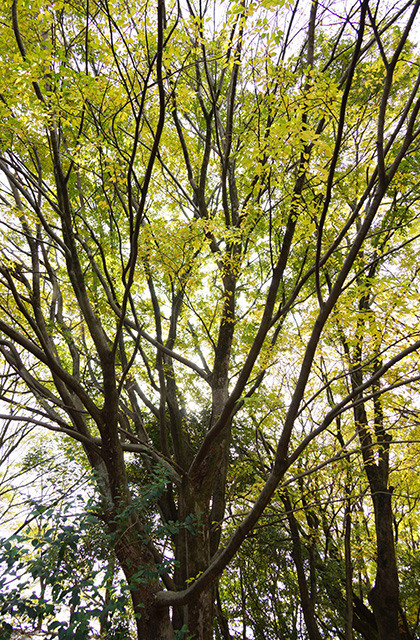 浄水公園の景色の写真