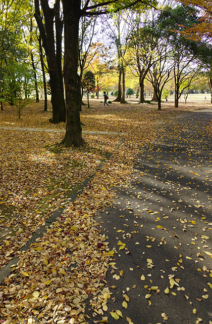 浄水公園の景色の写真