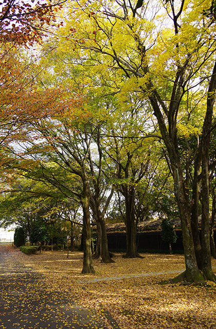 浄水公園の景色の写真