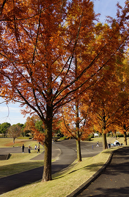浄水公園の景色の写真