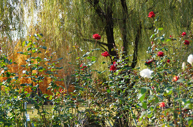 浄水公園の景色の写真