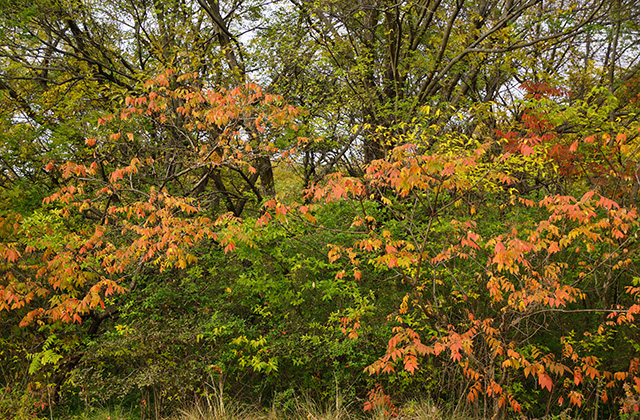 各務原アウトドアフィールドの風景の写真