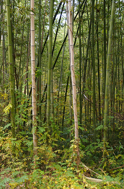 各務原アウトドアフィールドの風景の写真