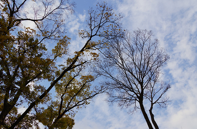 各務原アウトドアフィールドの風景の写真