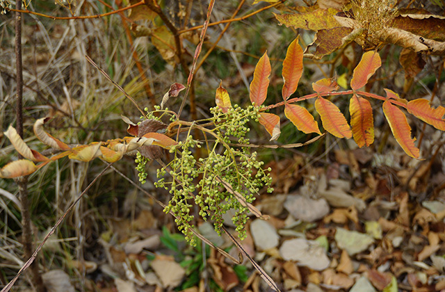 各務原アウトドアフィールドの風景の写真