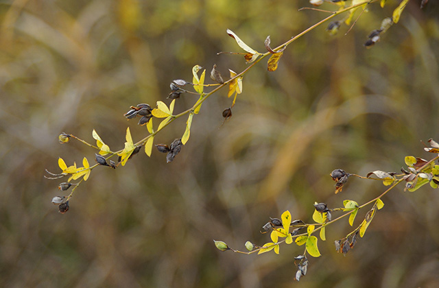 各務原アウトドアフィールドの風景の写真