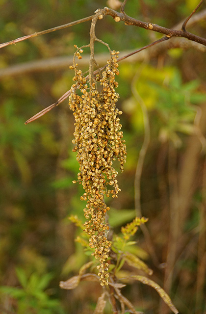 各務原アウトドアフィールドの風景の写真