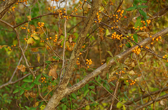 各務原アウトドアフィールドの風景の写真