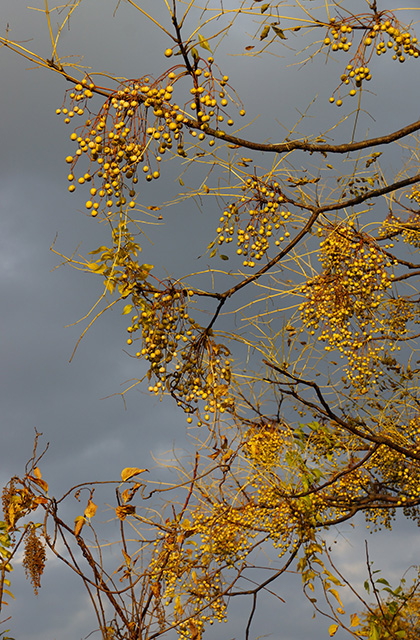 各務原アウトドアフィールドの風景の写真