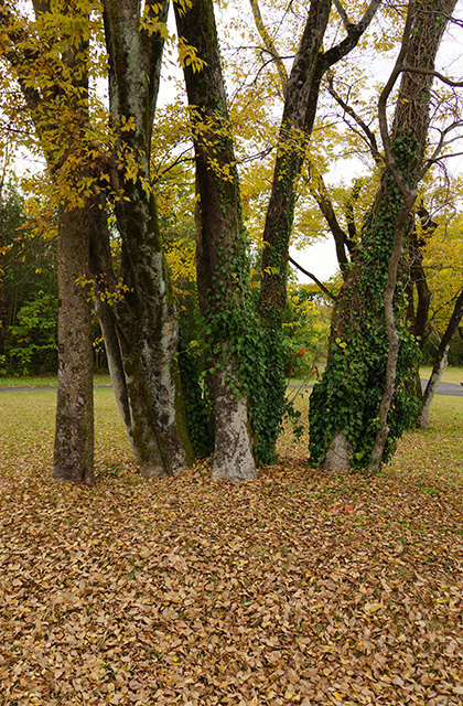 各務原アウトドアフィールドの風景の写真