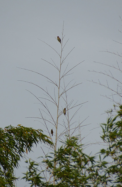 各務原アウトドアフィールドの風景の写真