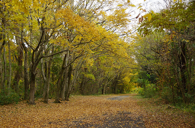 各務原アウトドアフィールドの風景の写真