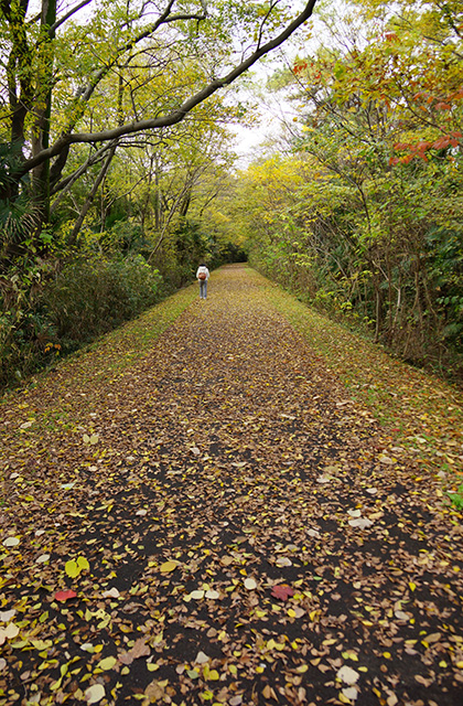 総合運動公園の風景の写真