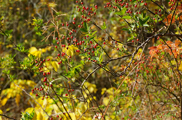 総合運動公園の風景の写真