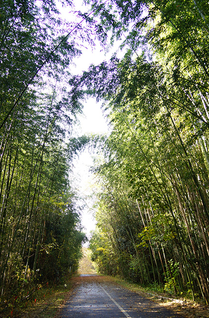 総合運動公園の風景の写真