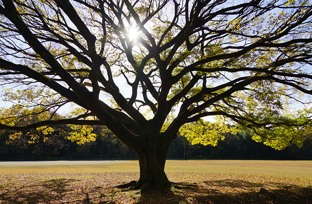 総合運動公園の風景の写真