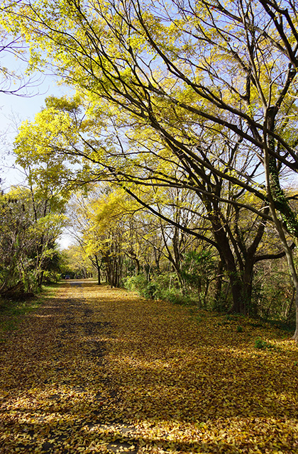 総合運動公園の風景の写真