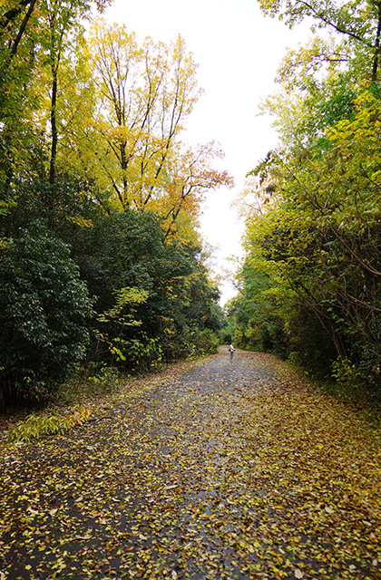 総合運動公園の風景の写真