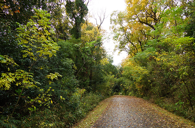総合運動公園の風景の写真