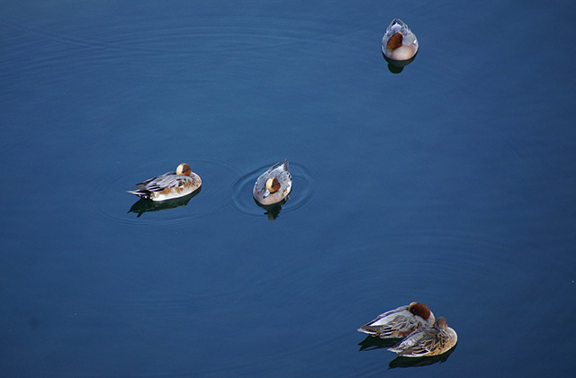 鵜沼地区の景色の写真