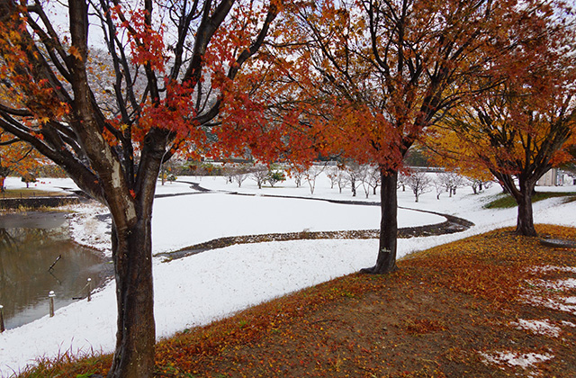 蘇原自然公園の雪景色の写真