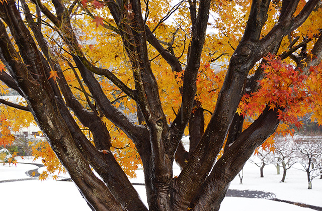 蘇原自然公園の雪景色の写真