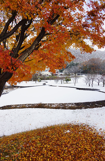 蘇原自然公園の雪景色の写真