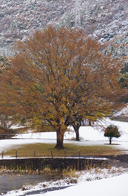 蘇原自然公園の雪景色の写真
