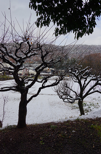蘇原自然公園の雪景色の写真
