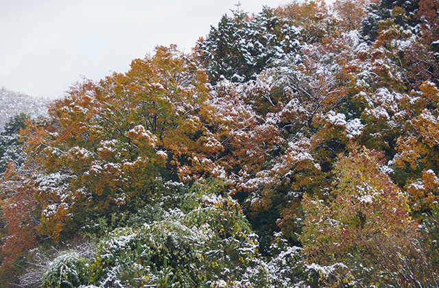 蘇原自然公園の雪景色の写真