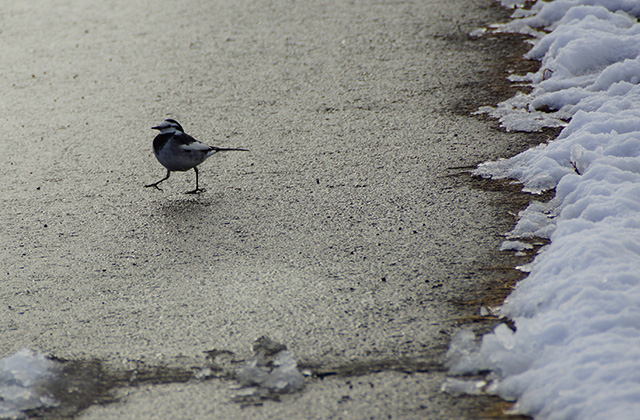 蘇原自然公園の雪景色の写真