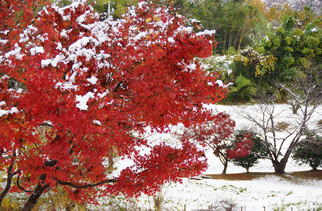 蘇原自然公園の雪景色の写真