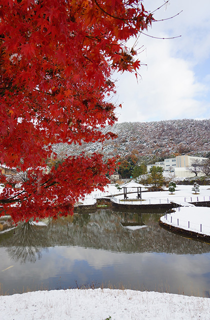 蘇原自然公園の雪景色の写真