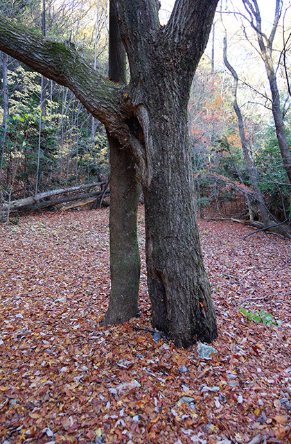 東海自然歩道の景色の写真