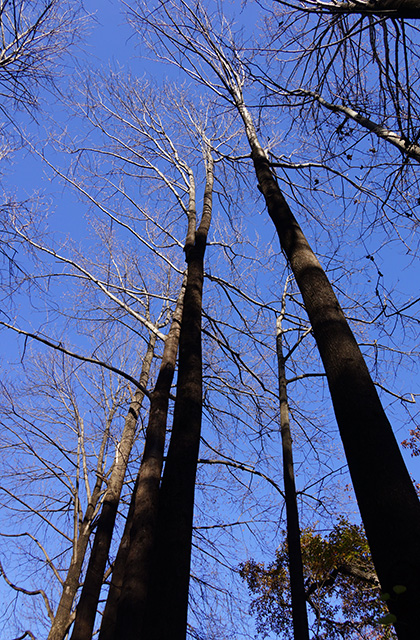 東海自然歩道の景色の写真