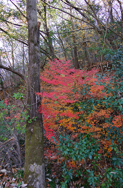 東海自然歩道の景色の写真