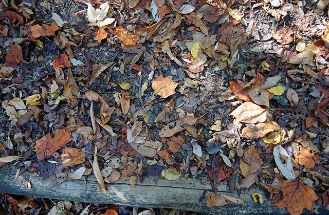 東海自然歩道の景色の写真