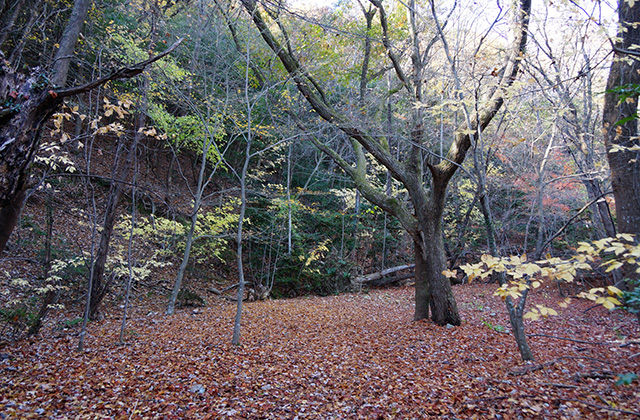 東海自然歩道の景色の写真
