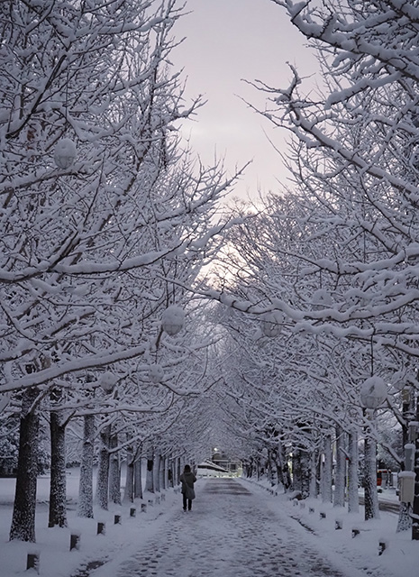 学びの森の雪景色の写真