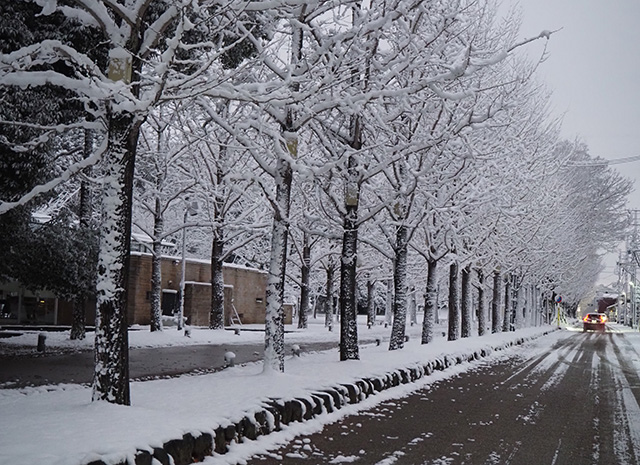 学びの森の雪景色の写真