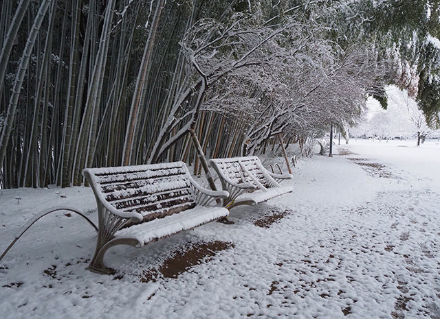 学びの森の雪景色の写真