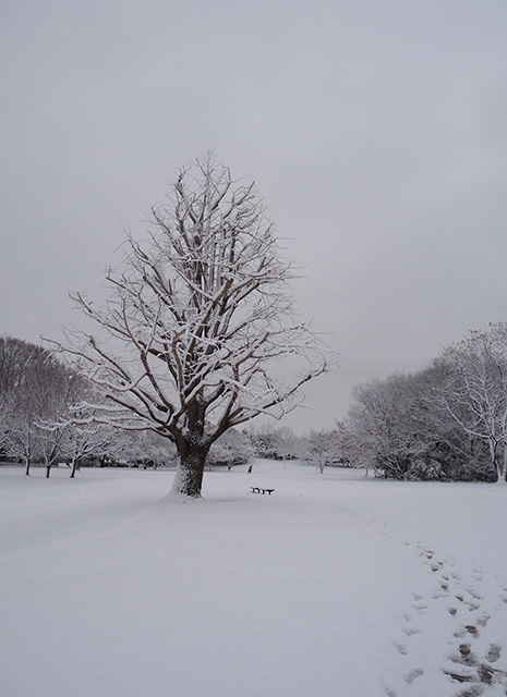 学びの森の雪景色の写真