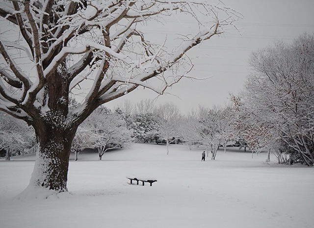 学びの森の雪景色の写真