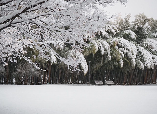 学びの森の雪景色の写真
