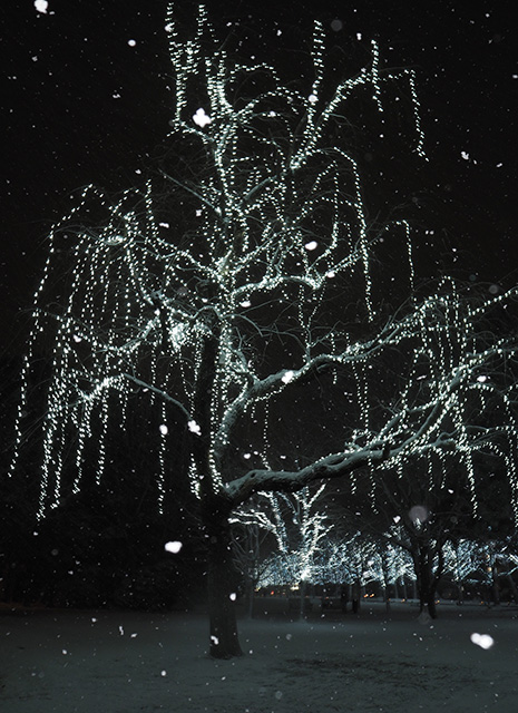 学びの森の雪景色の写真
