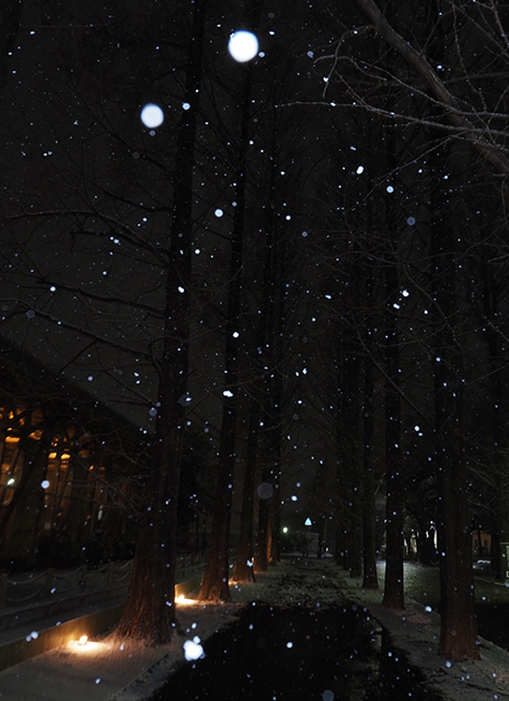 学びの森の雪景色の写真