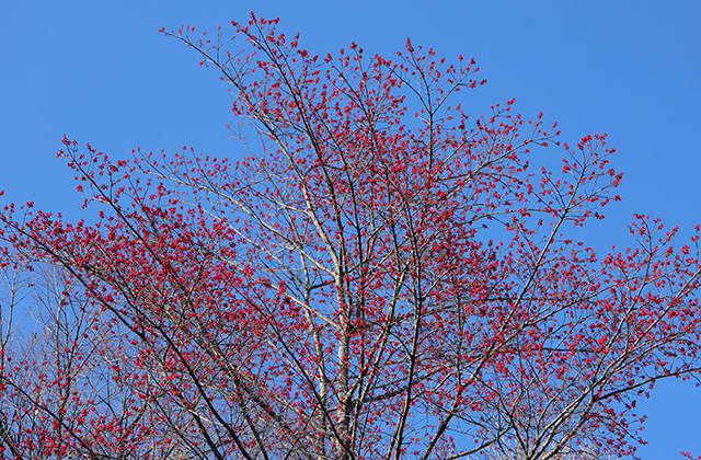 宝積寺山のタマミズキの写真