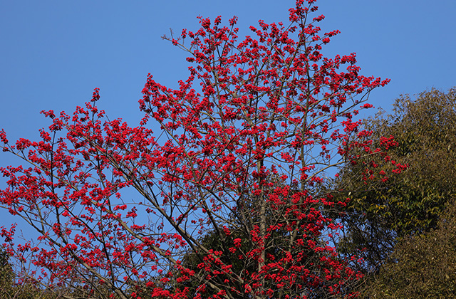 宝積寺山のタマミズキの写真