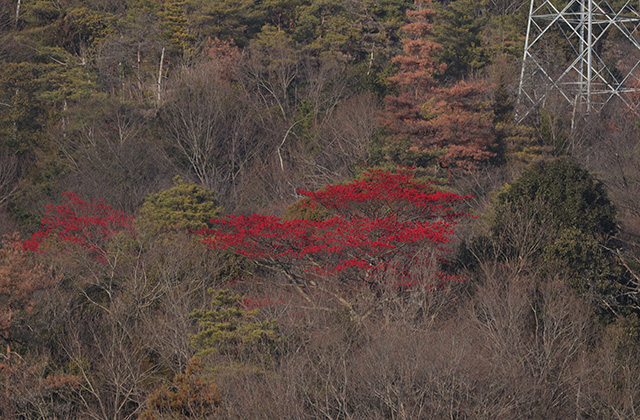 宝積寺山のタマミズキの写真